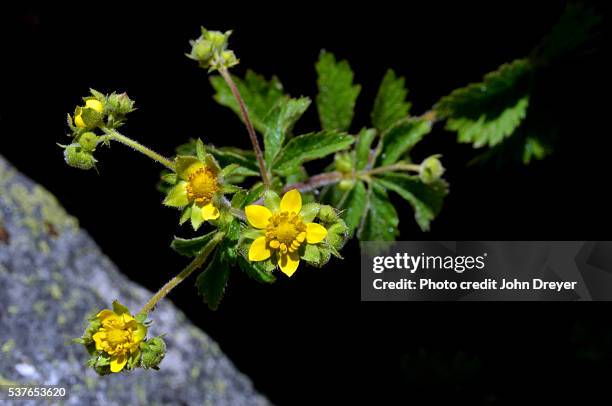 vernal falls wildflower, yosemite - john muir trail stock pictures, royalty-free photos & images