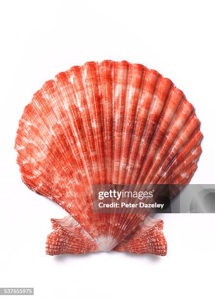 scallop shell close up on white - conchiglia di san giacomo foto e immagini stock