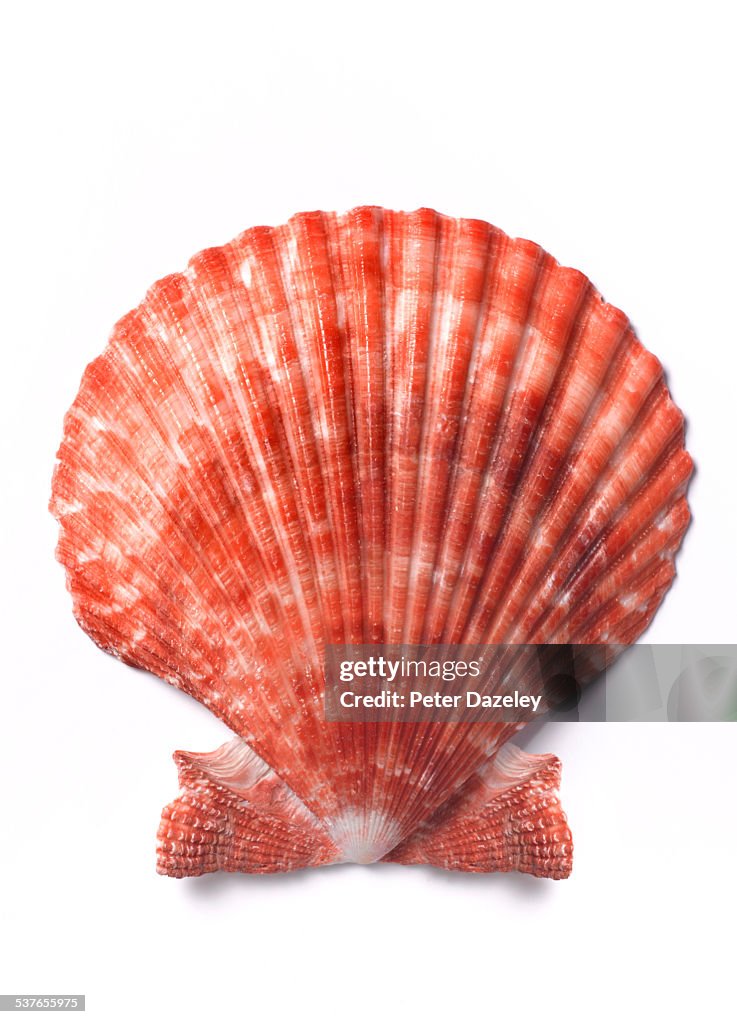 Scallop shell close up on white