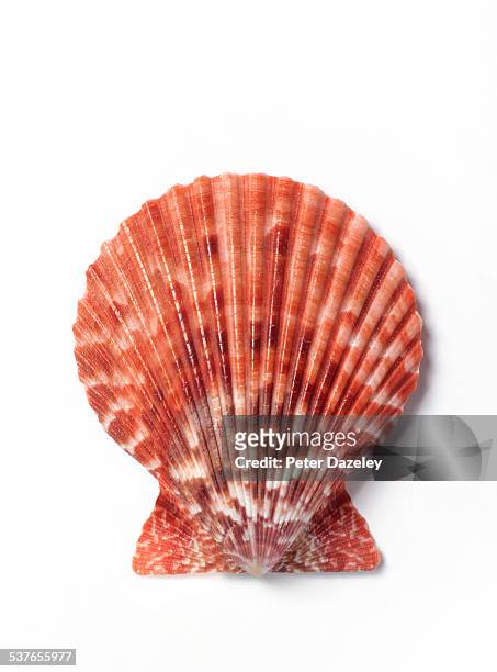 close up of scallop shell on white - concha fotografías e imágenes de stock