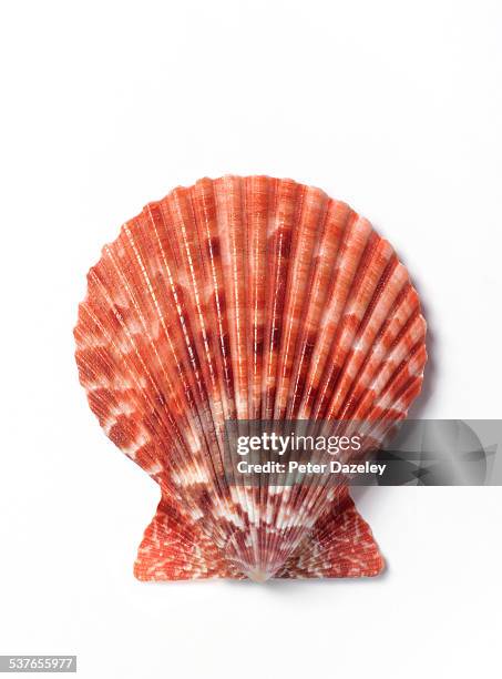 close up of scallop shell on white - shell stock pictures, royalty-free photos & images