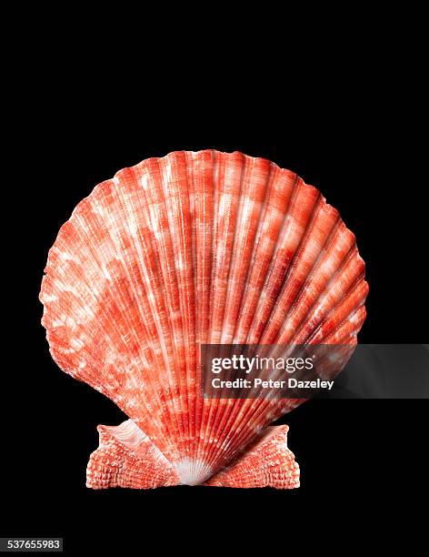 scallop shell close up on black - seashell stock pictures, royalty-free photos & images