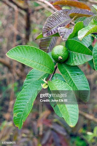 guava tree - guayaba fotografías e imágenes de stock