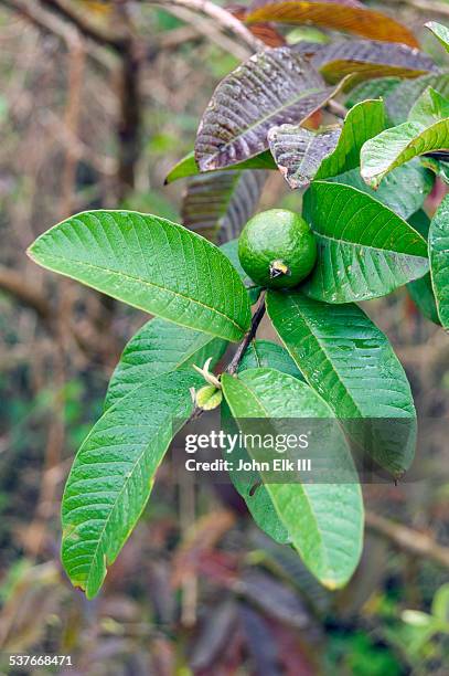 Guava Shell Tree 588 Guava Trees Stock Photos, High-Res Pictures, and Images - Getty Images