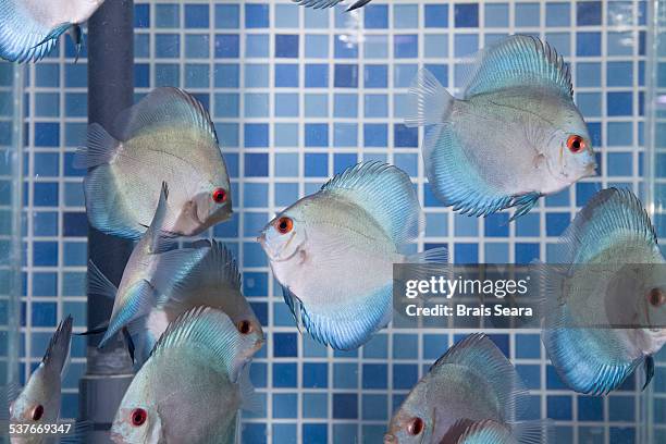 discus - discus fish stock pictures, royalty-free photos & images