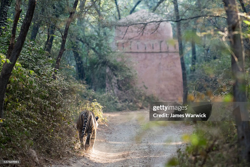 Bengal tiger walking towards sacred tomb