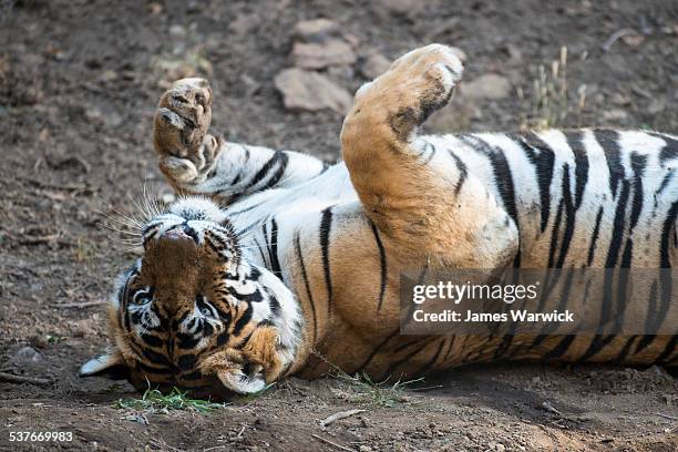 Tiger Rol You Back 134 Tiger Rolling Stock Photos, High-Res Pictures, and Images - Getty ...