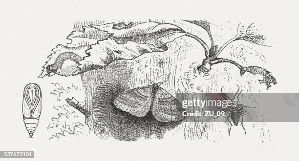 winter moth (operophtera brumata), wood engraving, published in 1882 - cherry tree stock illustrations