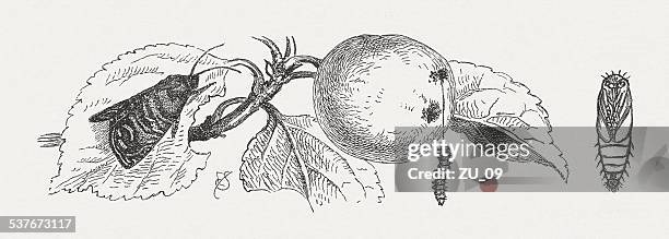 codling moth (carpocapsa pomonella), wood engraving, published in 1882 - moth larva stock illustrations