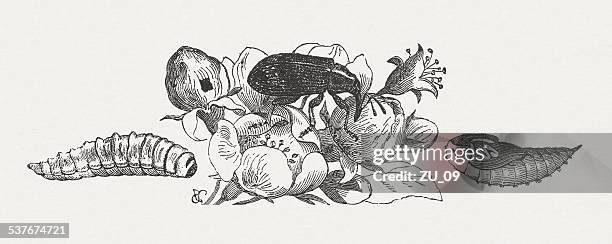 boll weevil (anthonomus pomorum), wood engraving, published in 1882 - tree pests stock illustrations