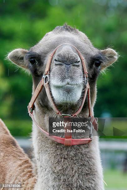 Camel 'Franziska' during the 'HelpingVets' Award For Animal Welfare Projects At Gut Aiderbichl on June 2, 2016 in Iffeldorf, Germany.
