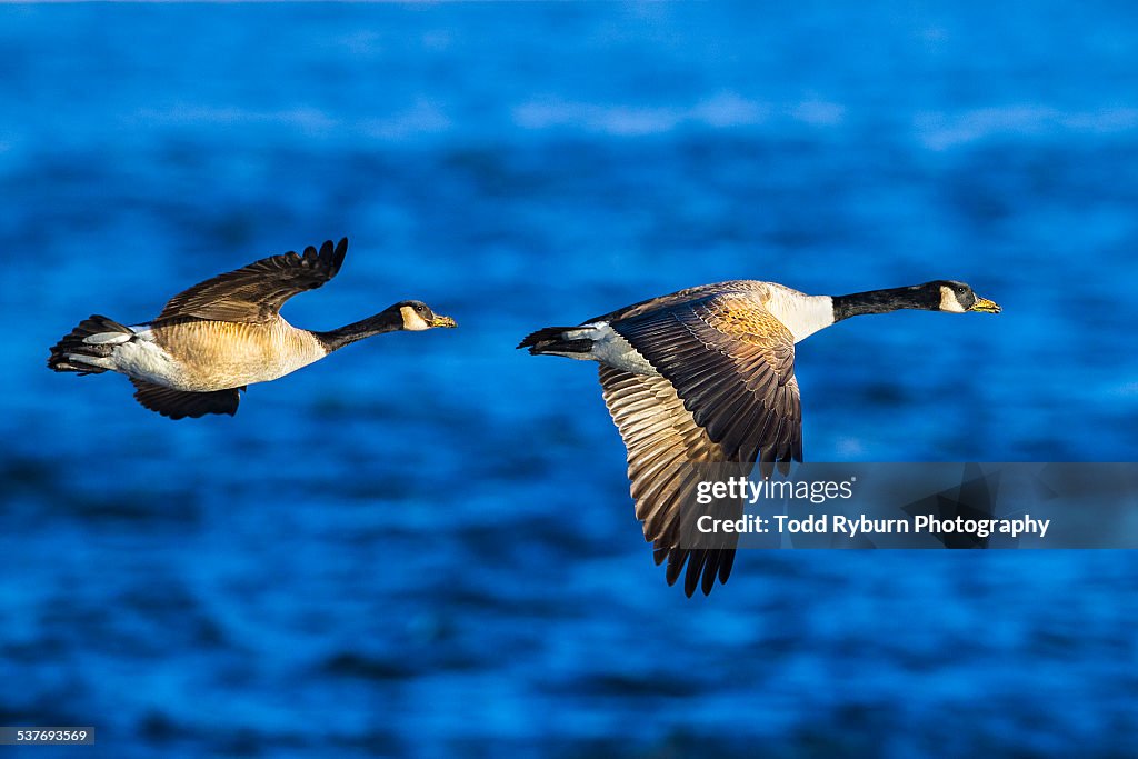 Pair of Geese in Flight