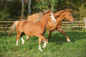 Two ponnies running on pasturage in autumn