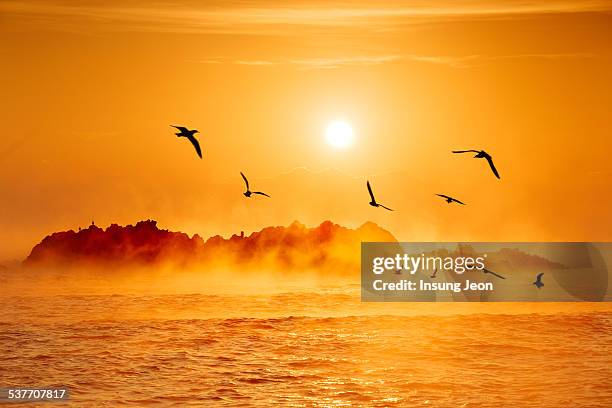 sunrise - a flock of seagulls stock pictures, royalty-free photos & images