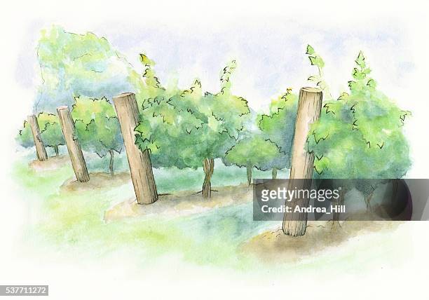 ilustraciones, imágenes clip art, dibujos animados e iconos de stock de pintura de acuarela de viña de ilustraciones rasterizadas - viñedo
