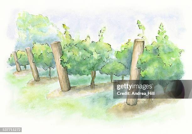 watercolor painting of a vineyard - raster illustration - niagara on the lake canada stock illustrations