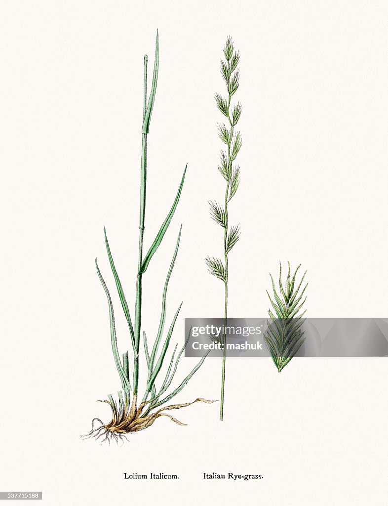 Rye grass weed plant