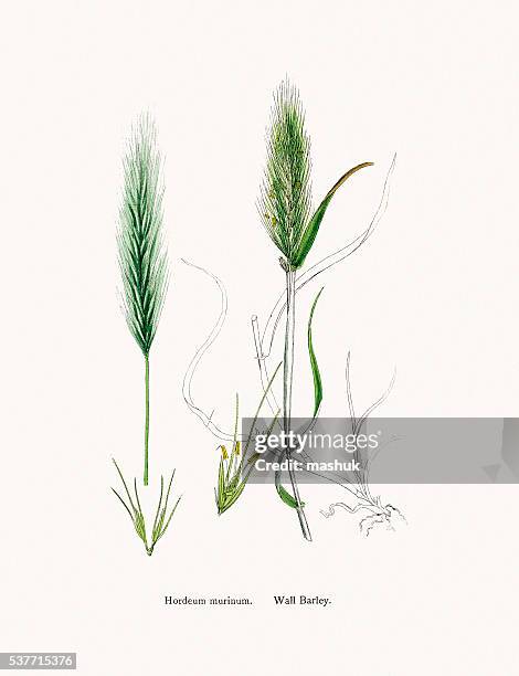 wall barley grass - hordeum stock illustrations