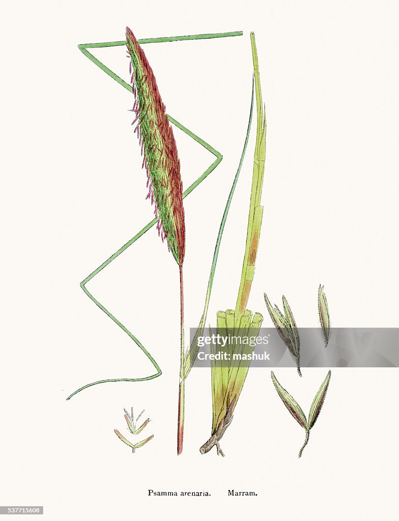 Marram grass stabilizes sand dunes