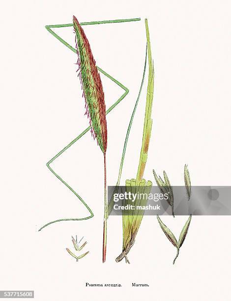 marram grass stabilizes sand dunes - marram grass stock illustrations