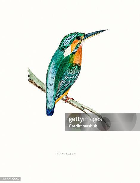 kingfisher - kingfisher stock illustrations