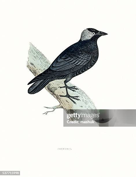 jackdaw - bird migration stock illustrations
