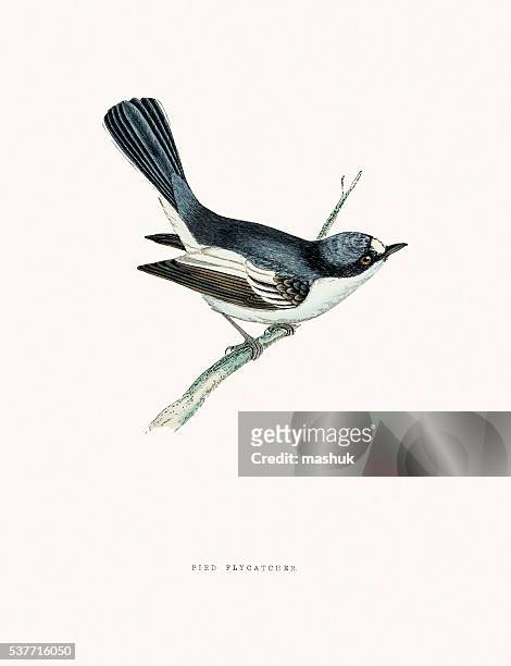 european pied flycatcher bird - flycatcher stock illustrations