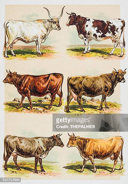 breeds of livestock engraving 1882 - texas longhorns stock illustrations