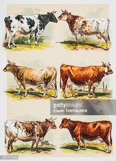 ilustrações, clipart, desenhos animados e ícones de raças gado estampa em 1882 - animal de fazenda