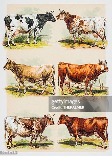 bildbanksillustrationer, clip art samt tecknat material och ikoner med cattle breeds engraving 1882 - cow illustration