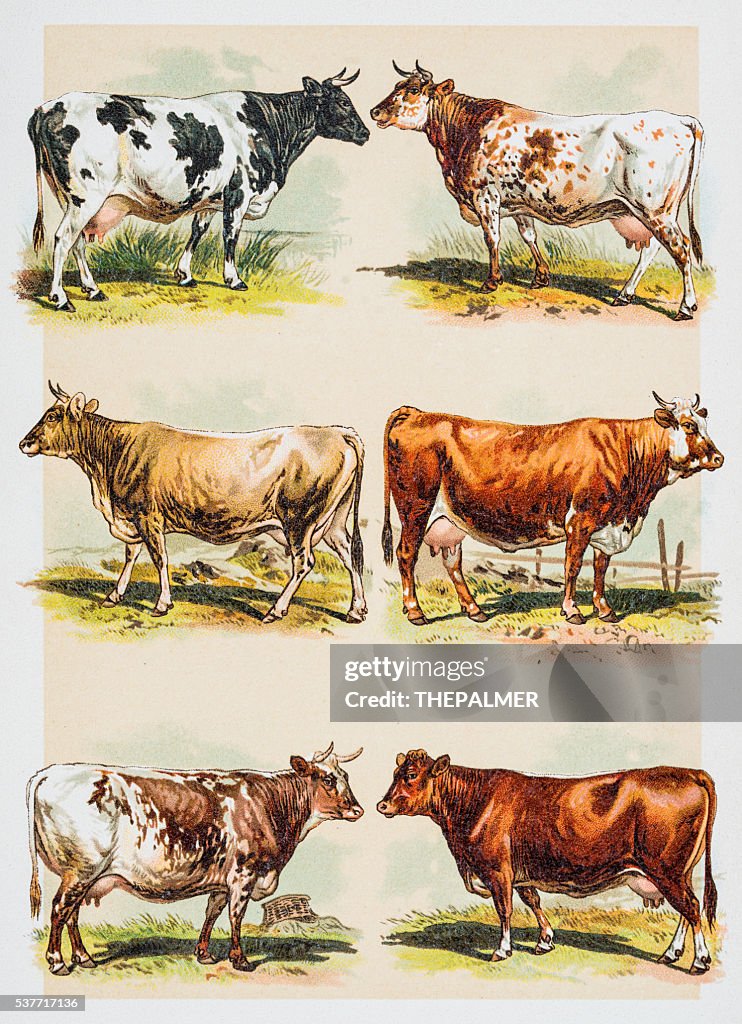 Cattle breeds engraving 1882