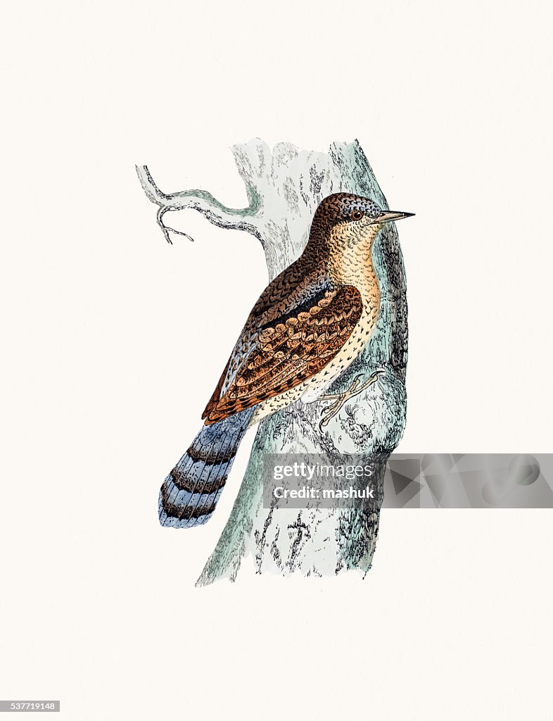Wryneck bird