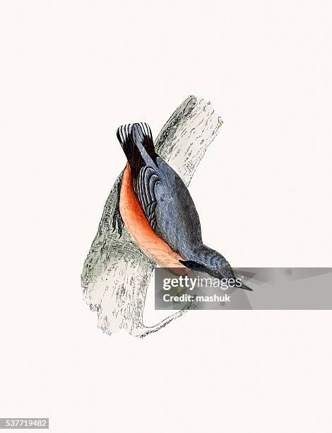 nuthatch bird - nuthatch stock illustrations