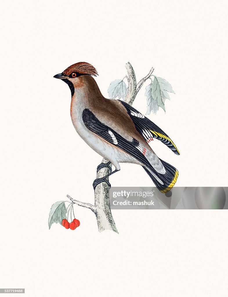 Waxwing bird