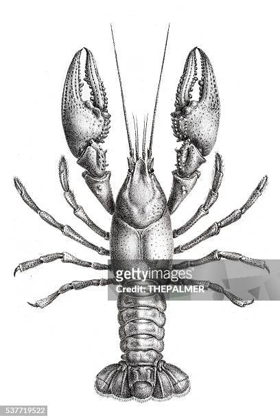 ilustrações, clipart, desenhos animados e ícones de estampa em 1870 de lagosta de água doce - lagosta marisco