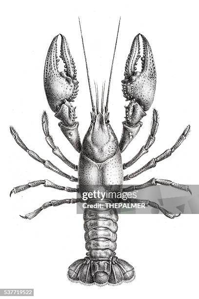 freshwater lobster engraving 1870 - crayfish seafood stock illustrations