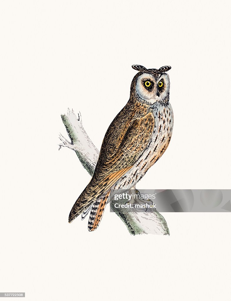 Long eared Owl