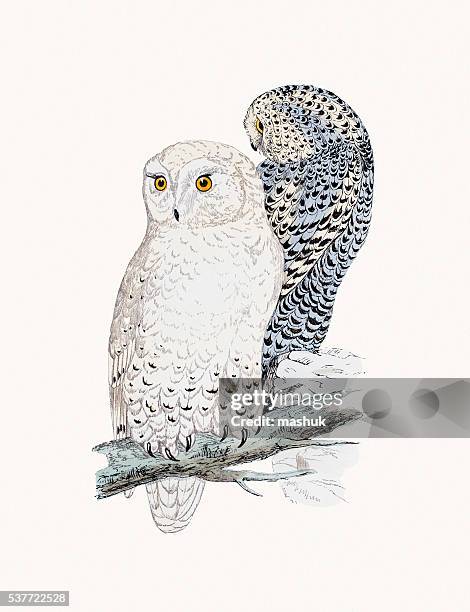 snowy owl - snowy owl stock illustrations