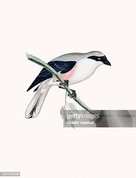 lesser grey shrike - bird migration stock illustrations