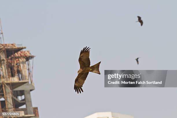 spotted eagle - lesser spotted eagle stock pictures, royalty-free photos & images