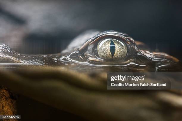 eye of the croc - crocodile stock pictures, royalty-free photos & images