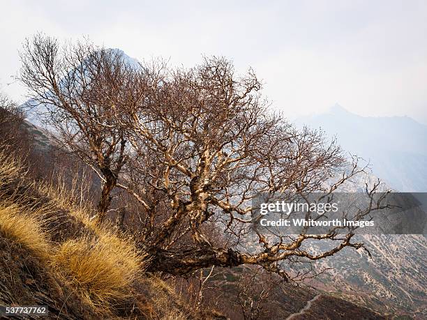 nepal, manang, ghusang: dormant birch tree on himalayan hillside - himalayan birch stock pictures, royalty-free photos & images