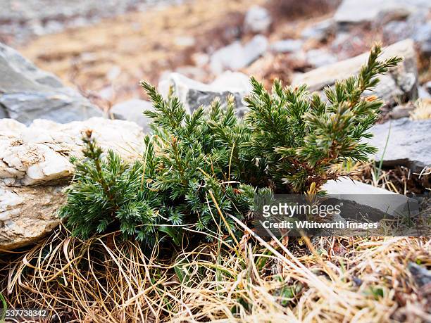 nepal, manang, thorung phedi: detail of tiny dwarf juniper on alpine slope - small juniper stock pictures, royalty-free photos & images