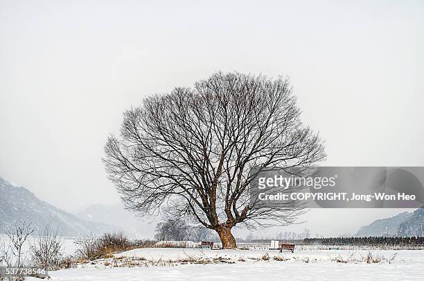 a bare tree on the white snowfield - bare trees on snowfield ストックフォトと画像