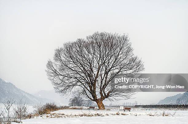 a bare tree on the white snowfield - bare trees on snowfield stock pictures, royalty-free photos & images