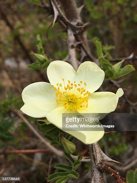 nepal, mustang: wild silky rose (rosa sericea) in annapurna himalayas - wild rose bildbanksfoton och bilder