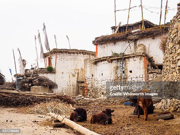 nepal, mustang, jhong: cattle and ancient village houses - whitewashed stock pictures, royalty-free photos & images