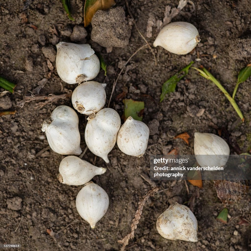 Allium moly bulbs.
