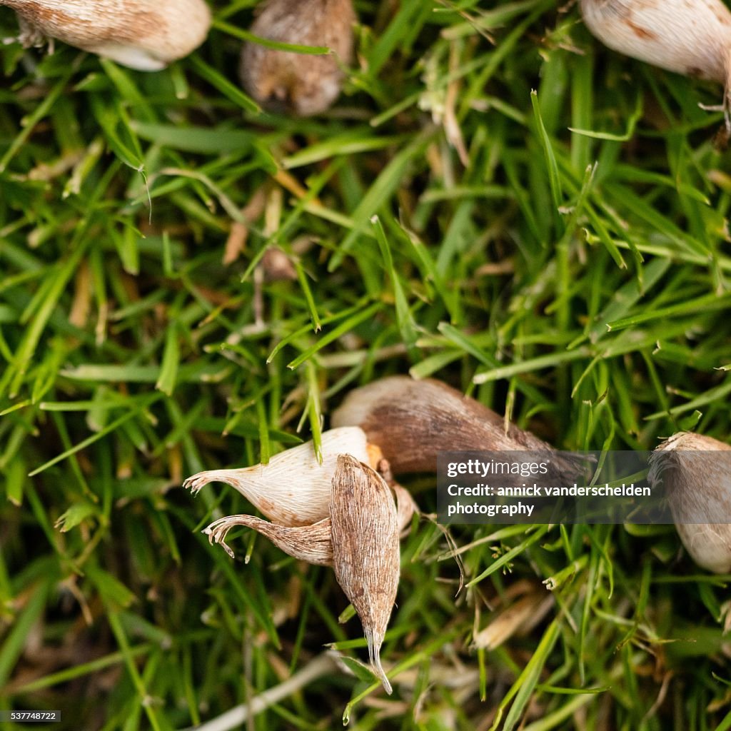 Freesia bulbs.