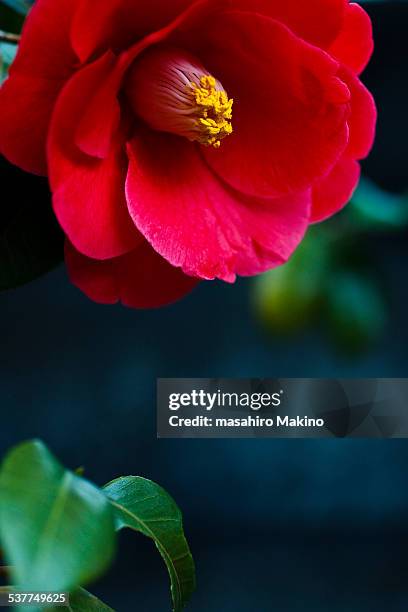 camellia flower - camellia japonica stock pictures, royalty-free photos & images